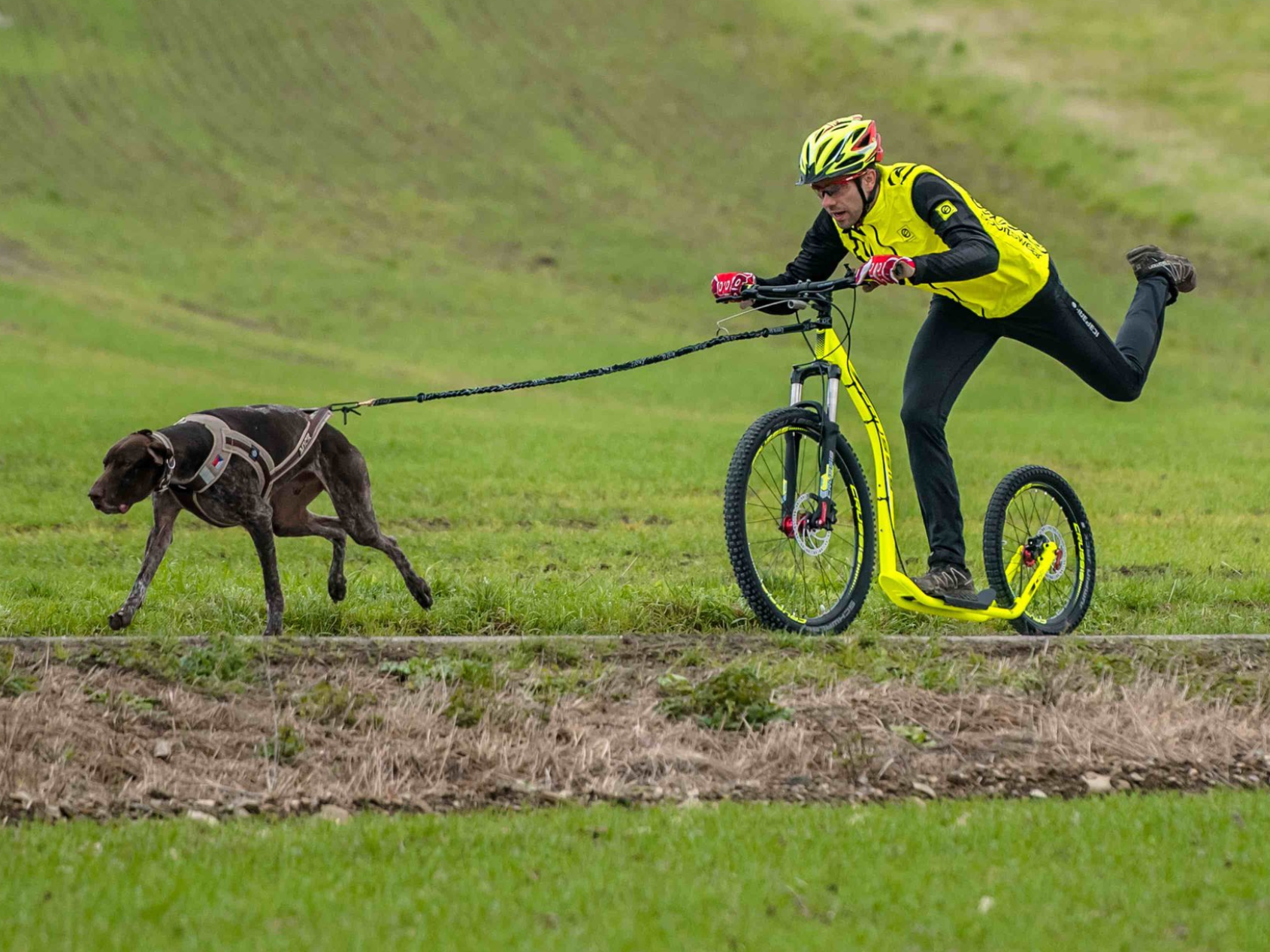 Vodtko s tlumiem pro psa nad 10kg (2,7m, 1 karabina, ern) - ilustran foto