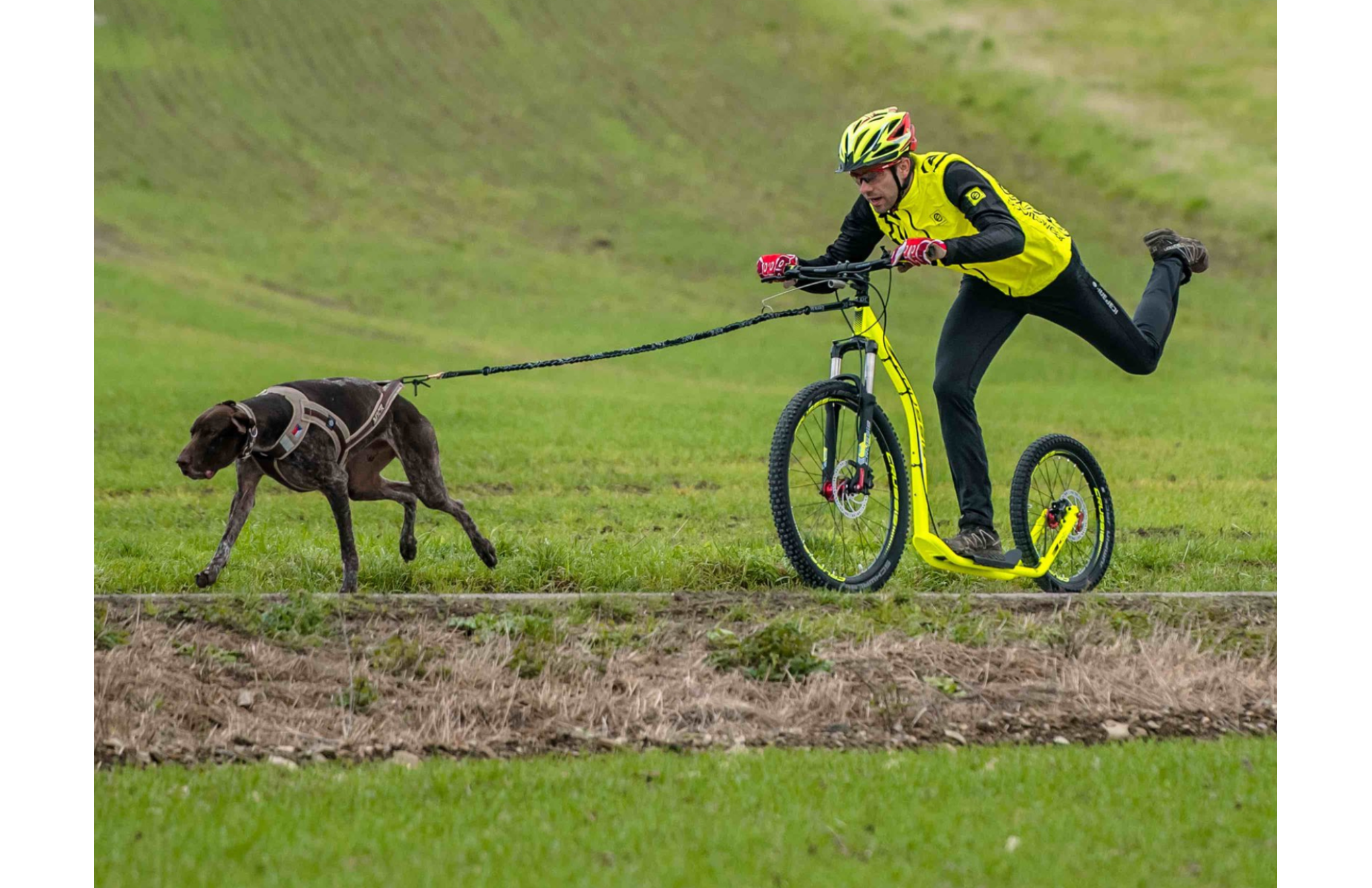 Crussis pruinov adaptr pro mushing - ilustran foto